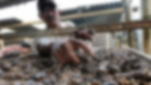 세계 최고價 인도네시아 '루왁 커피' 자연산 논란