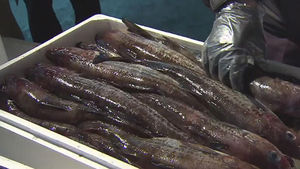 3년간 학교급식으로 사용된 日수산물 4300㎏