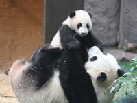 판다1