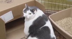 [영상] 14kg 거대 고양이 포착&hellip;다이어트 돌입