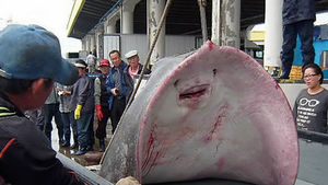 [핫포토] 무게 200kg 초대형 가오리 잡혀