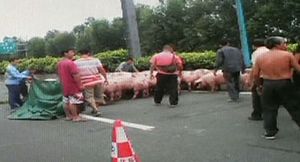 [영상] 돼지 떼, 고속도로 점령&hellip;아수라장