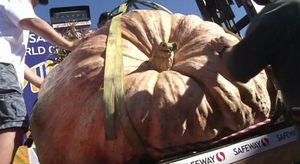 [영상] 900kg 거대 호박 등장&hellip;중장비까지 동원