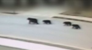 [영상] 도심 한복판에 떼 지어 나타난 곰&hellip;CCTV 포착