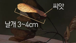 [취재파일] 단풍나무 씨앗&hellip;고속 회전의 비밀은?