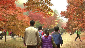 3km 단풍 터널 장관&hellip;내장산에 10만 인파