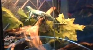[영상] 멸종위기 동물까지 버젓이 거래&hellip;눈감은 단속