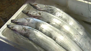 '금갈치' 국산 갈치 가격, 4년 만에 하락세