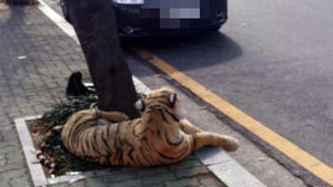 "인형보고 호랑이 출현" 부산서 오인신고 소동