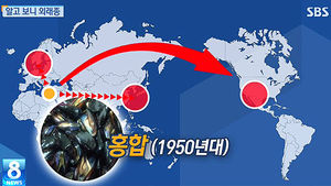 [그래픽] 홍합&middot;미더덕 알고보니 외래종?