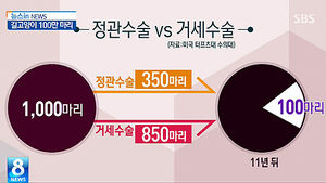 [그래픽] 길 고양이 100만 마리&hellip;정관수술이 해법