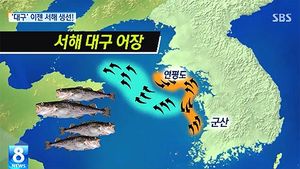 [그래픽] 한류 어종 '대구' 이제는 서해에서 '풍어'