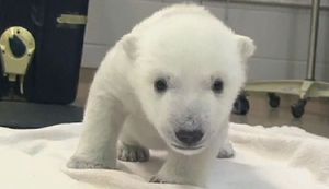 [생생영상] 새끼 북극곰의 첫 걸음마 '뒤뚱뒤뚱'