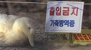 [생생영상] 고병원성 AI 공포 확산&hellip;전국 방역 비상