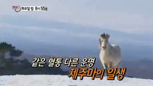 [현장21] 한라산 중턱 토종 조랑말이&hellip;'말 산업' 실효성은?