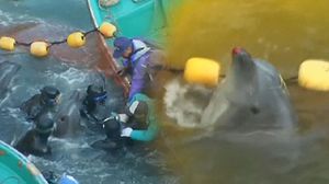 [생생영상] 일본 다이지의 '돌고래 사냥' 논란 재점화