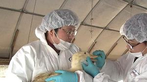 "삽교호 폐사 오리도 AI 감염 가능성"
