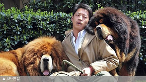 中 '부의 상징' 티베트犬 20억 원에 팔려&hellip;세계 최고