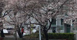 [핫포토] 부산서 꽃망울 터뜨린 벚꽃