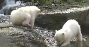 14주 된 쌍둥이 북극곰, 이산가족 된 사연은?