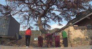 소나무의 '저주'&hellip;갈등에 빠진 화룡마을 사연은