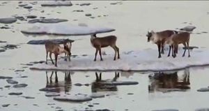 알래스카 얼음판 타고&hellip;순록 6마리 표류