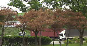 '밑동에 구멍' 말라죽는 가로수&hellip;누가 이런 짓을