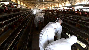 대구서 H5N8형 AI바이러스 검출&hellip;방역 비상