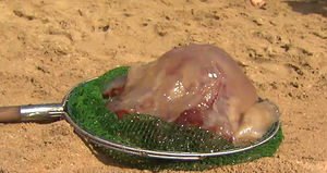 "여름철 해파리에 쏘이면 이렇게 대처하세요"