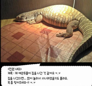 [핫포토] 가출한 80m 거대 도마뱀, 실제 크기에 '깜짝'