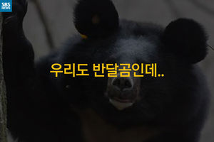 [카드 뉴스] "우리도 반달곰인데&hellip;"