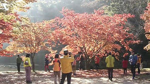 [전주] 산 전체가 울긋불긋&hellip;내장산 단풍 '절정'