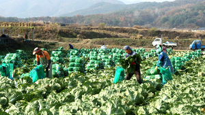 [핫포토] 겨울 김장배추 본격 출하