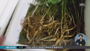 '살충제 범벅' 산양삼 유통&hellip;농약 기준치 36배