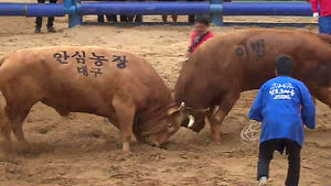 경기장 사용 협상 타결&hellip;청도 소싸움 재개
