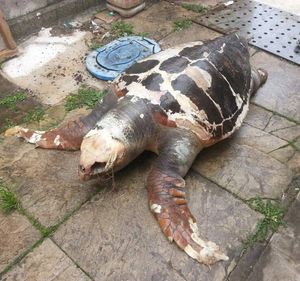 [핫포토] 포항 해변서 죽은 붉은바다거북 발견