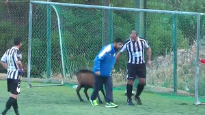'오늘은 내가 골키퍼' 축구장에 염소 난입