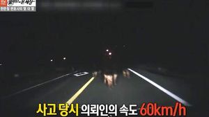 [블랙박스] 한밤중 갑자기 나타난 소 떼와 '쾅'&hellip;운전자 책임은?