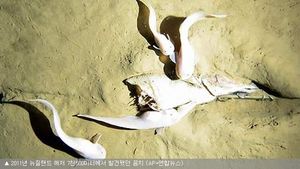 '세계기록' 수심 8천200ｍ에서 사는 심해어 발견