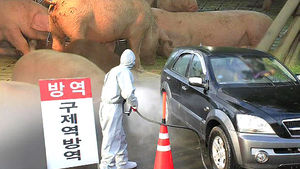 경북 의성&middot;안동 돼지, 구제역 양성 확진