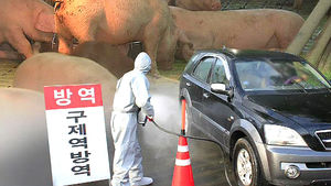 경기도에서 또 구제역 신고&hellip;축산농가 '불안'