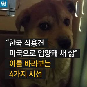 [카드뉴스] 한국 식용견의 미국 입양, 4가지 시선을 소개합니다