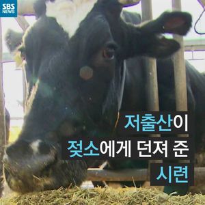 [카드뉴스] 저출산이 젖소에게 던져 준 시련
