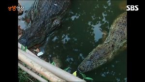 [생생영상] 악어가 '득실득실'&hellip;목숨걸고 물 긷는 사람들