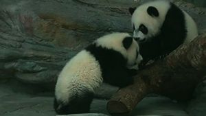 [생생영상] 세계 유일 세쌍둥이 '대왕판다' 포착