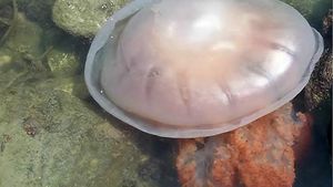 [포토] '불청객' 노무라입깃해파리, 식탁에 오른다