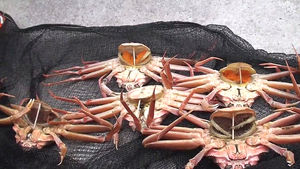 포획 금지된 암컷 대게, 택배로 '은밀한 유통'