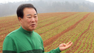 마늘보다 아연 두배 많은 홍화나물 한겨울 대량재배