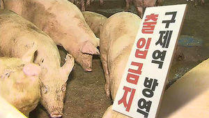 "충남 홍성 돼지 사육 농가 구제역 확진"