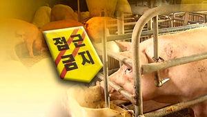 평택 돼지농장서도 구제역 의심 가축 발견돼 도살처분